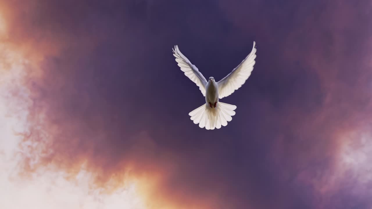 A low-angle video shot of a white dove soaring against a dramatic, colorful sky, symbolizing peace