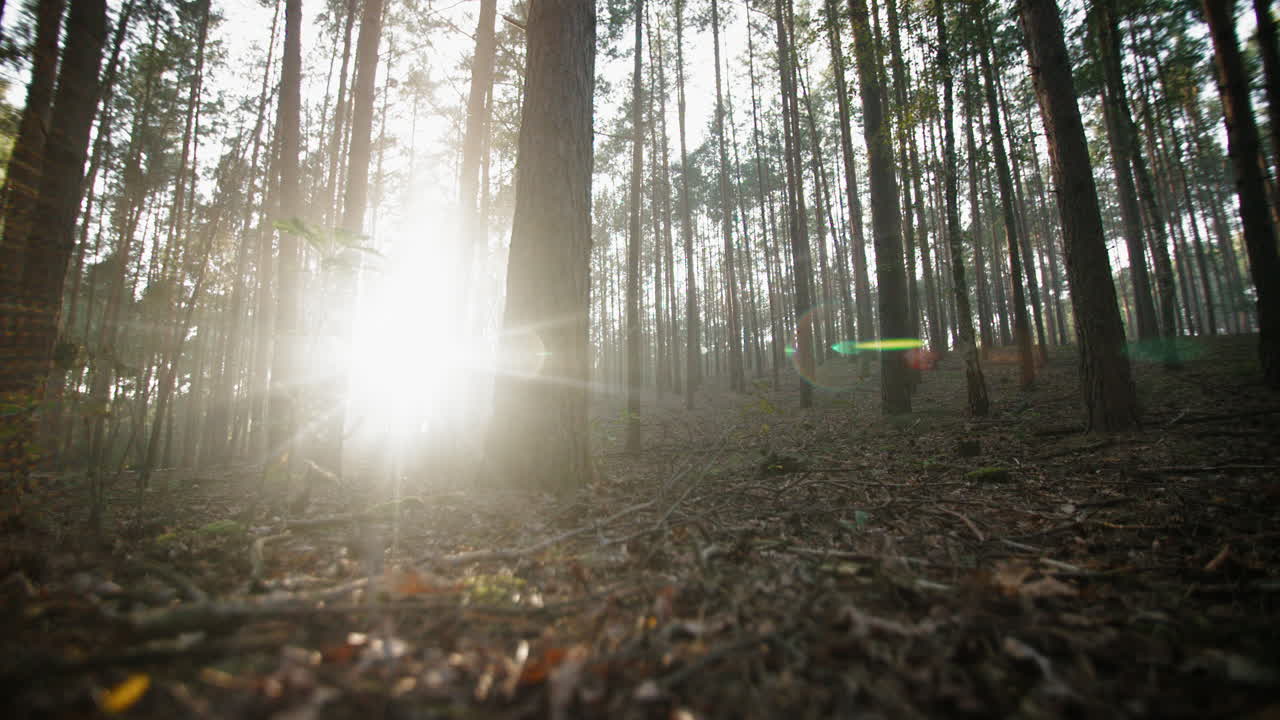 tree trunks in a forest with autumn leaves and the setting sun