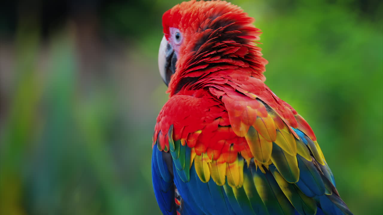 Close up of a red Macaw bird on a blurred background