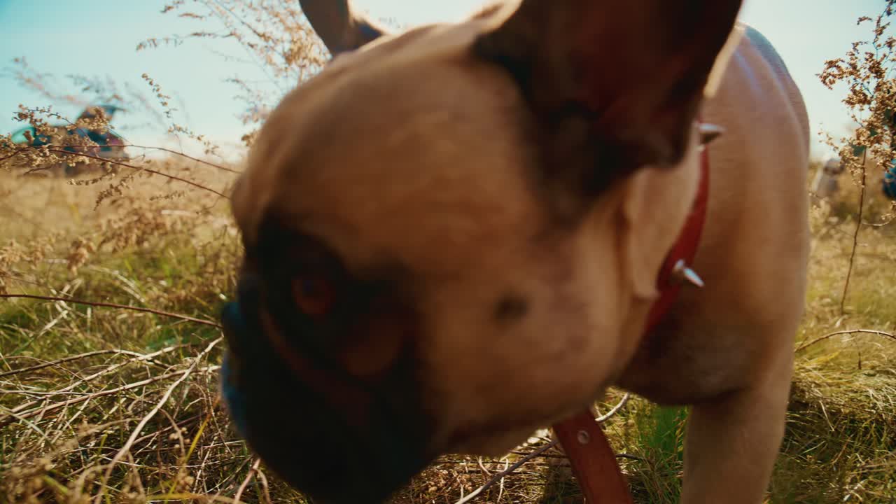 En leken hund utforsker et livlig, gresskledd jorde, og viser sin nysgjerrige natur og glede over oppdagelser, mens det myke sollyset forsterker skjønnheten i dette utendørseventyret, og legemliggjør øyeblikk av lykke