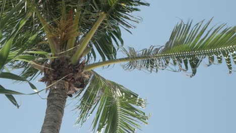View of coconut palm trees against sky near beach on the tropical island-3