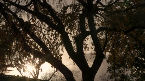 scenic shot of tree during sunset - bluestone country club - blue bell, pa