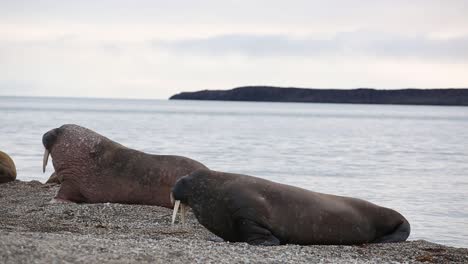 walruses wobbling on the beach