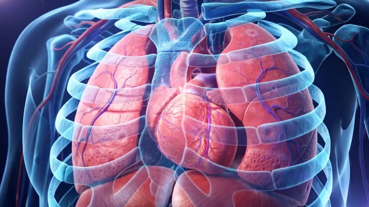 Anatomical Heart And Lungs Illuminated Inside A Transparent Human Chest