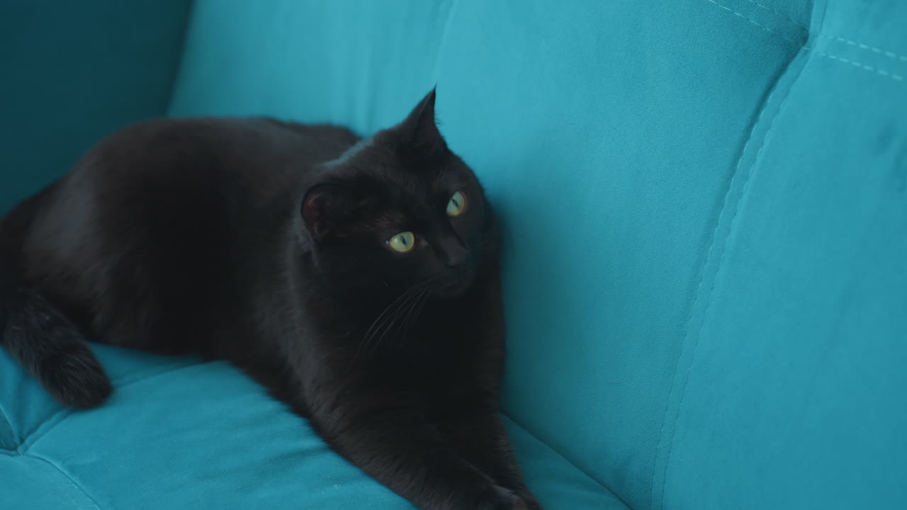 Teal Sofa With Yawning Black Cat Showing Tongue And Whiskers. Plush Upholstery Highlights Expressive Pet MidYawn, Brief Playful Gesture Then Settle Into Relaxed Nap, Warm Cozy Interior Mood