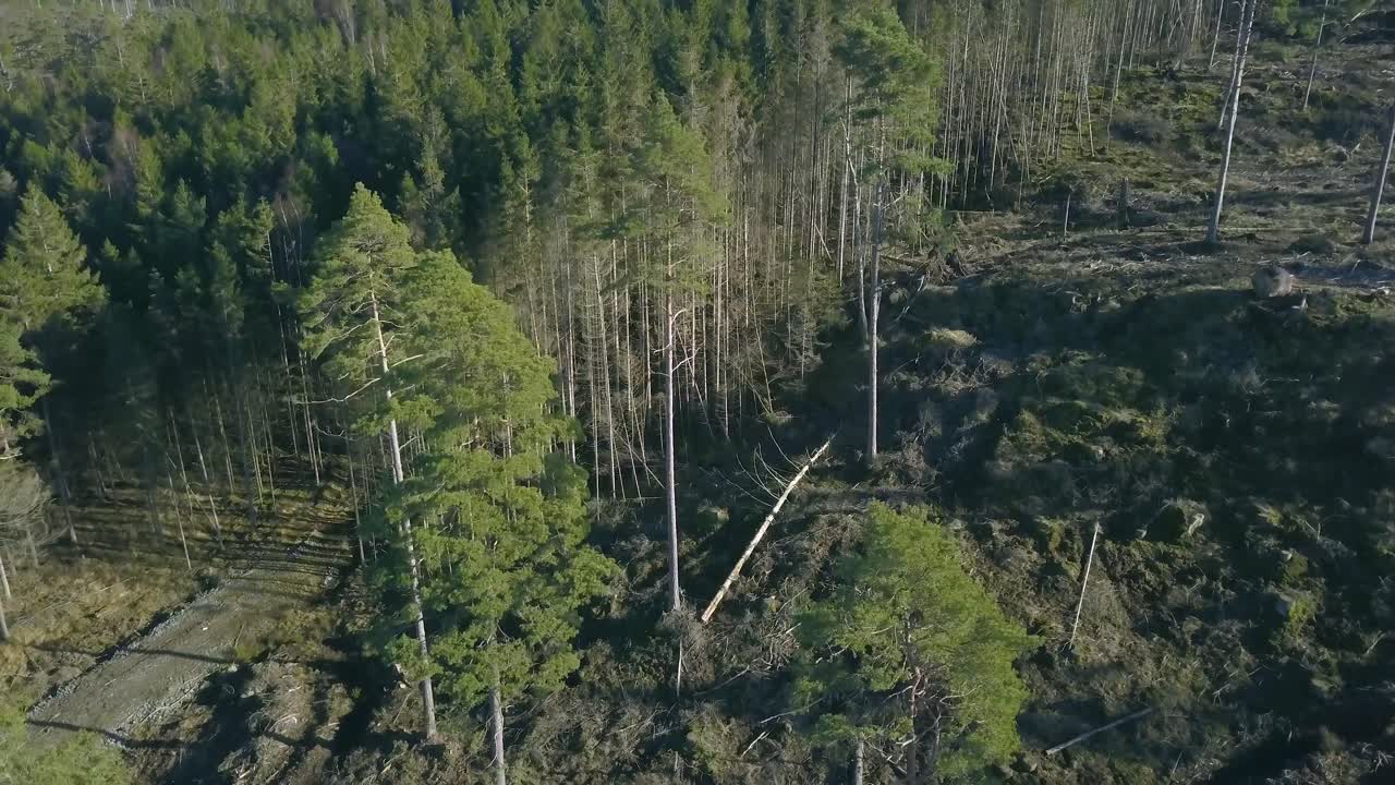 un dron forestal talado asciende en el aire