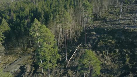 un dron forestal talado asciende en el aire