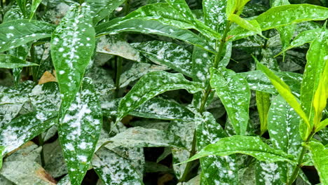 floración blanca en las flores, moho en polvo, enfermedad infecciosa de las hojas de la planta