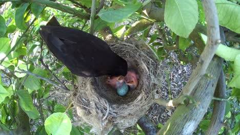 black bird in a nest feeding baby birds