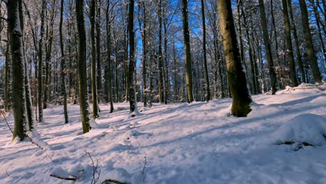 Camera-rising-behind-a-branch-from-the-snowy-forest-bottom-in-this-wintery-forest-footage