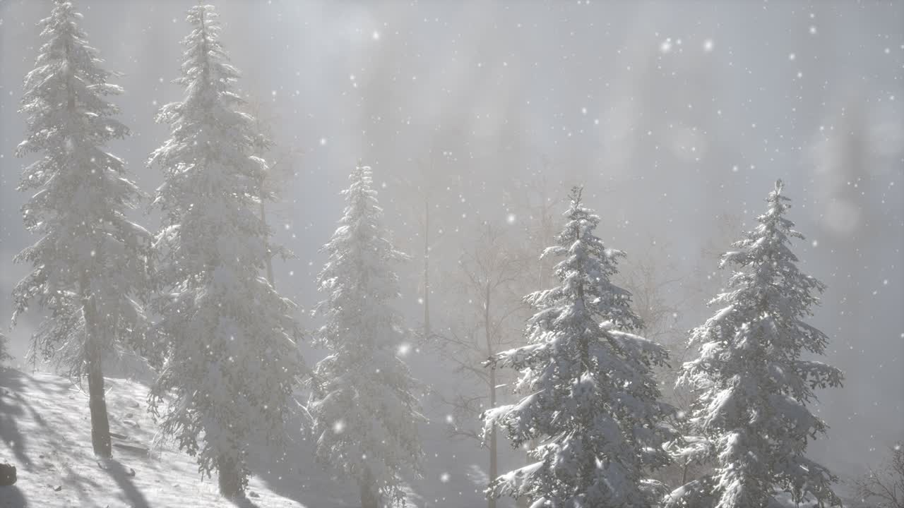 Niebla de niebla en el bosque de pinos en las laderas de las montañas