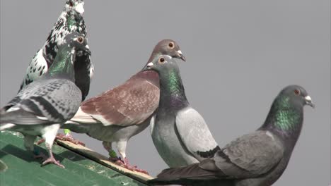 cheeky homing pigeons perched on a roof in suburbia, close up