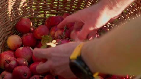 Man's-hands-with-a-smartwatch-putting-ripe-red-homegrown-apples-into-a-wicker-basket