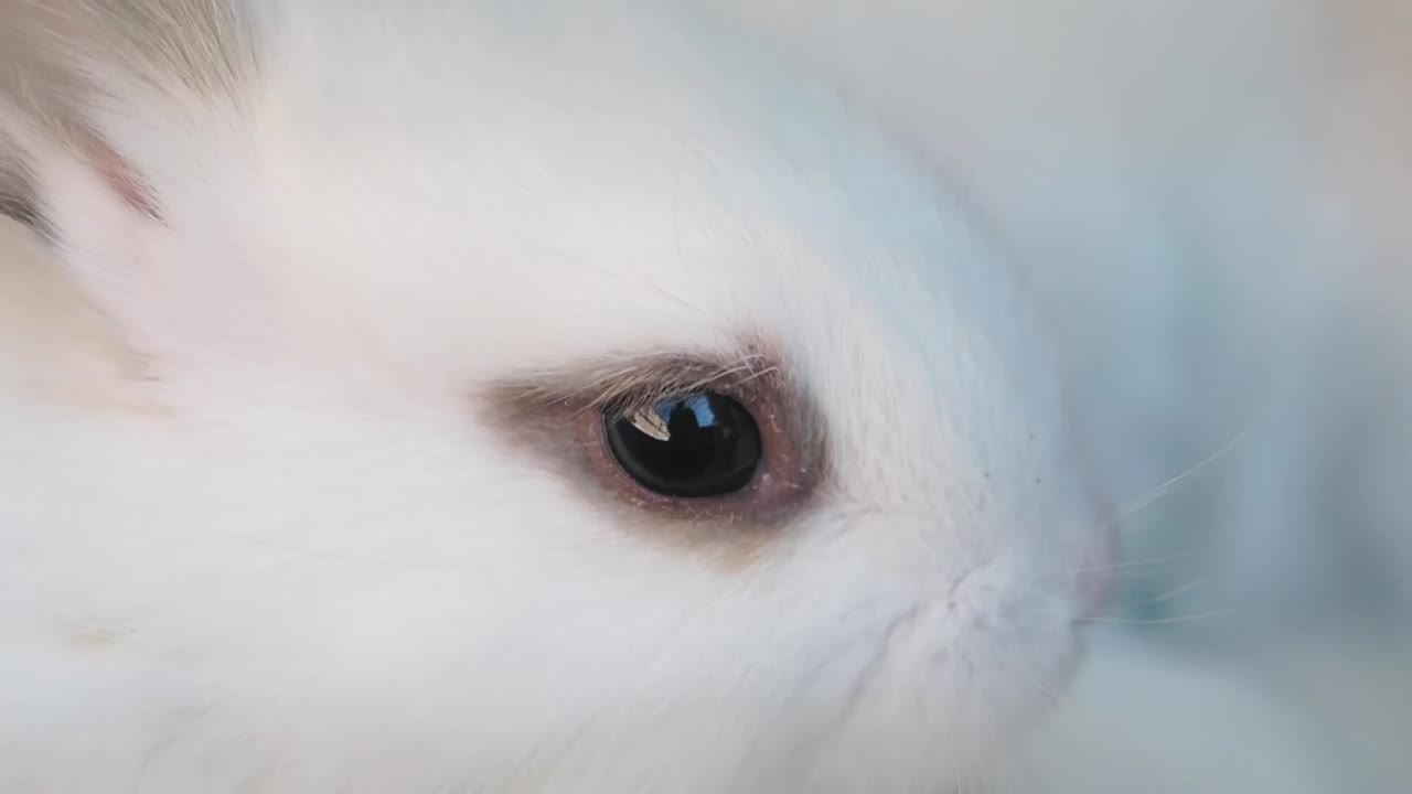 primer plano del ojo de un conejo blanco