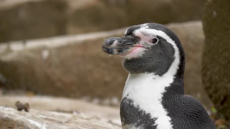 largo primer plano de majestuoso pingüino africano mirando a su alrededor