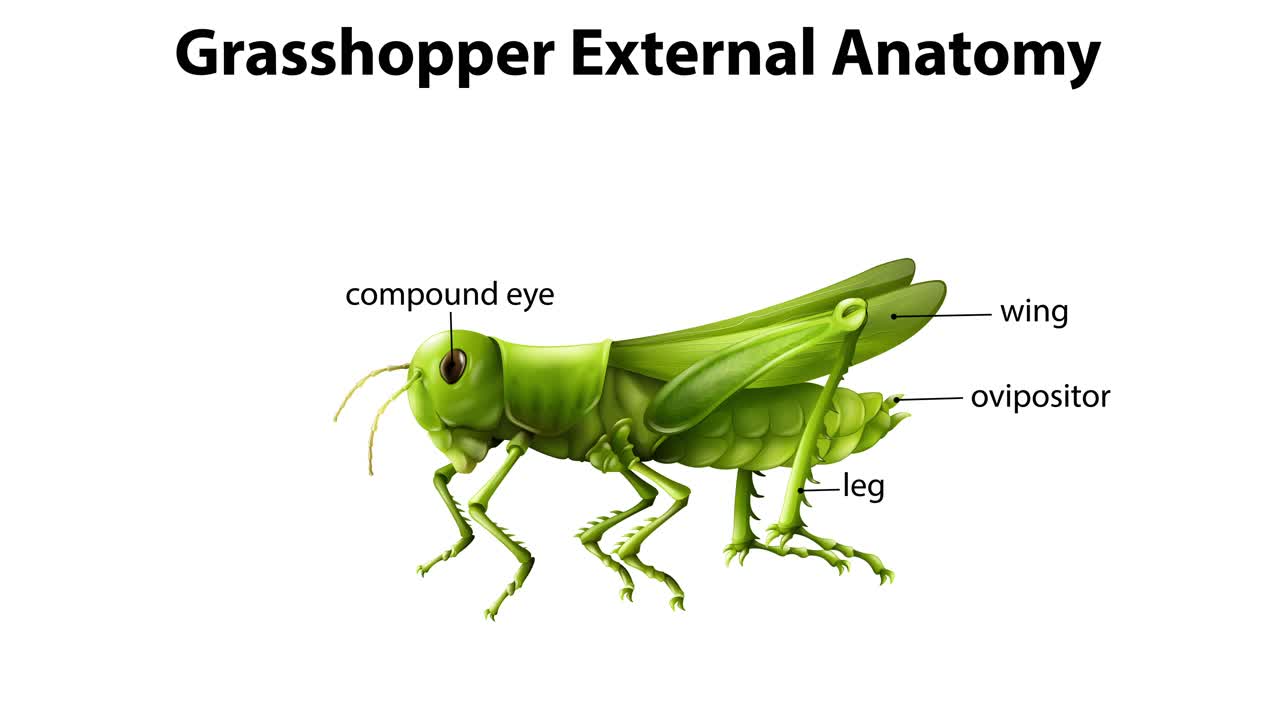 그라스의 외부 신체 부분에 대한 상세한 표시