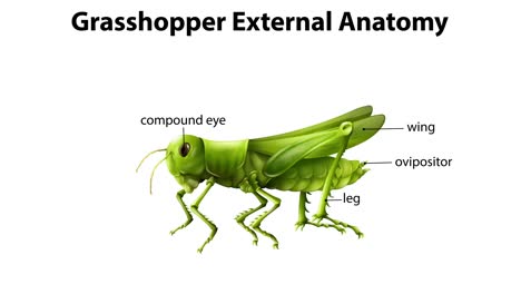 etiquetado detallado de las partes externas del cuerpo del saltamontes