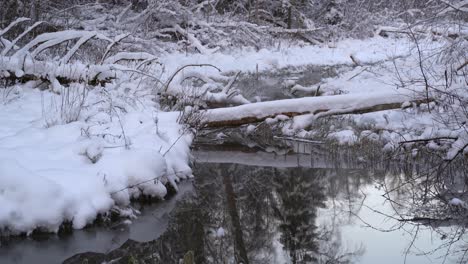 Schneebedeckter-Baumstamm-über-Dem-Bach