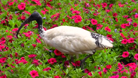 el pollo de la papelera blanca caminando alrededor de las vibrantes flores florecientes en australia en un buen día - primer plano