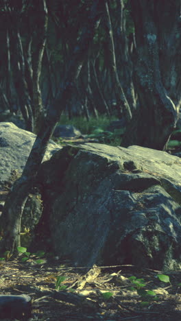 escena del bosque con rocas