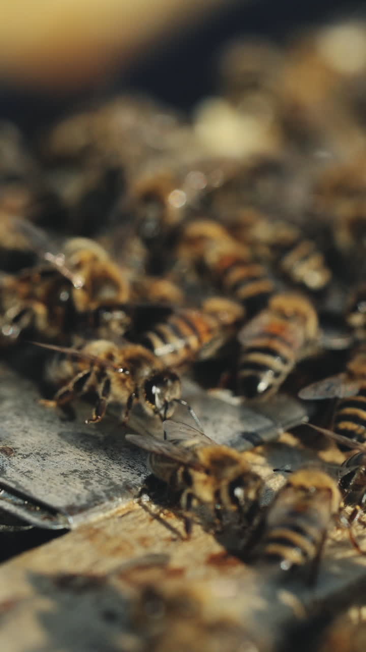 Close up view of the working bees on honey cells. Working bees on honeycomb. Bees on honeycombs Vertical video