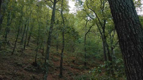 Moviéndose-Entre-Troncos-En-Un-Hermoso-Y-Tranquilo-Bosque-Verde-Mexicano