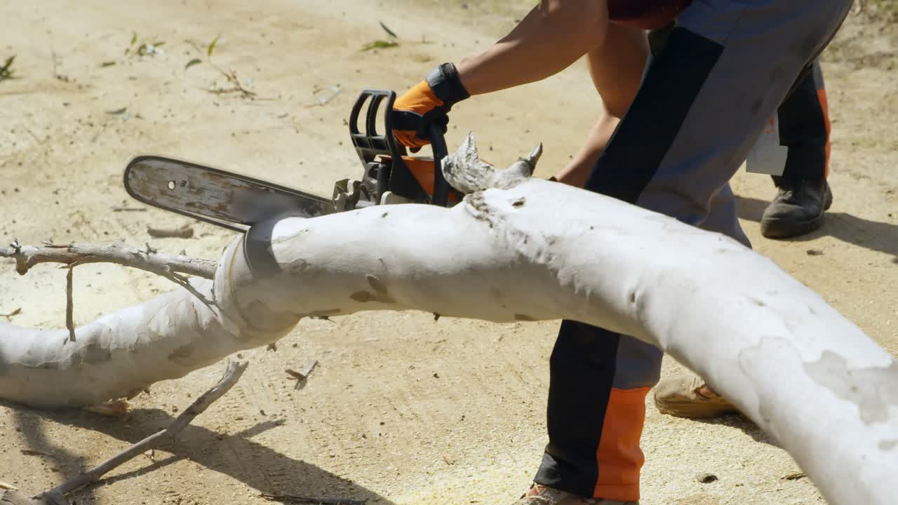 숲에서 쓰러진 나무를 자르는 나무 ⁇  4k