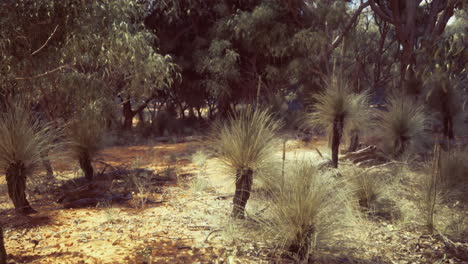 australian bush landscape