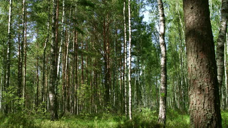 View from behind tree on dense mixed forest with tall grass. Green summer wood