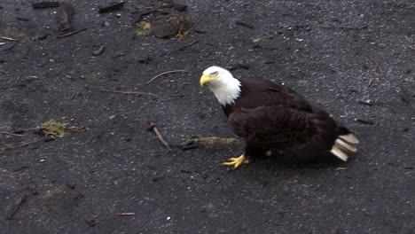 Weißkopfseeadler-Läuft-Auf-Dem-Boden-Und-Frisst