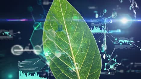 scientific analysis of a leaf