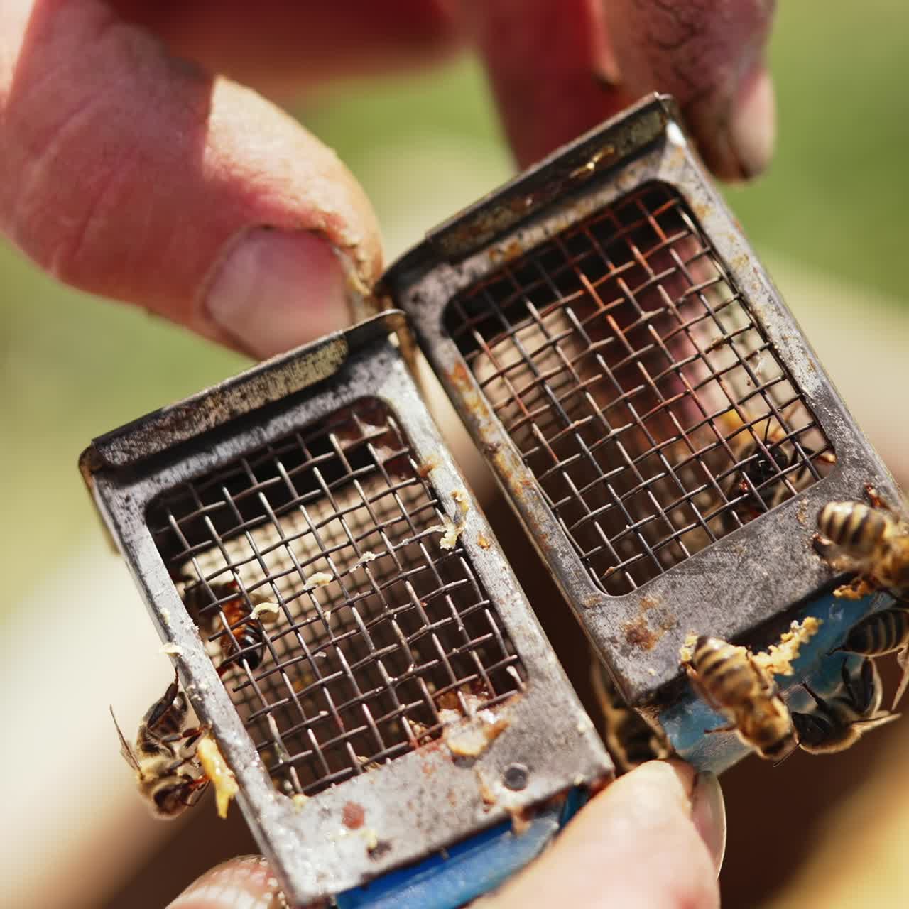 Small metal box with bee uterus. Hand of an experienced beekeeper holding small cages with queen bees. Beekeeping concept