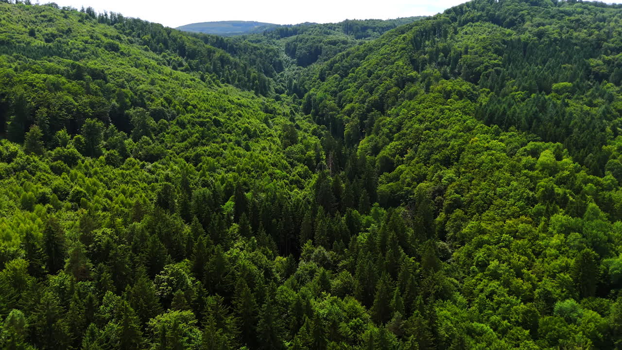 Lush green forest valley during daytime. Vibrant trees cover the valley, showcasing rich greenery under bright sunlight