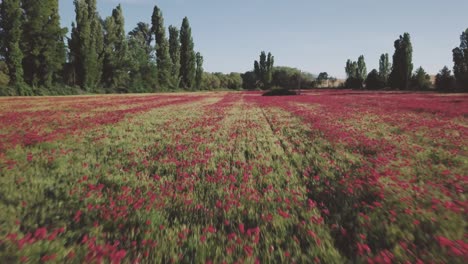 aerial view of rural fields with blooming flowers