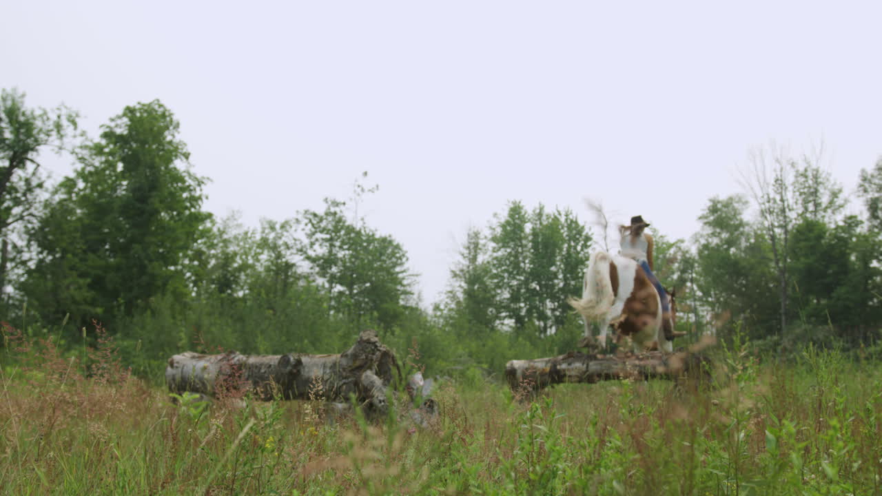 훈련된 젊은 여성 기수는 필드-1에서 연습 장애물을 통해 말을 탄다