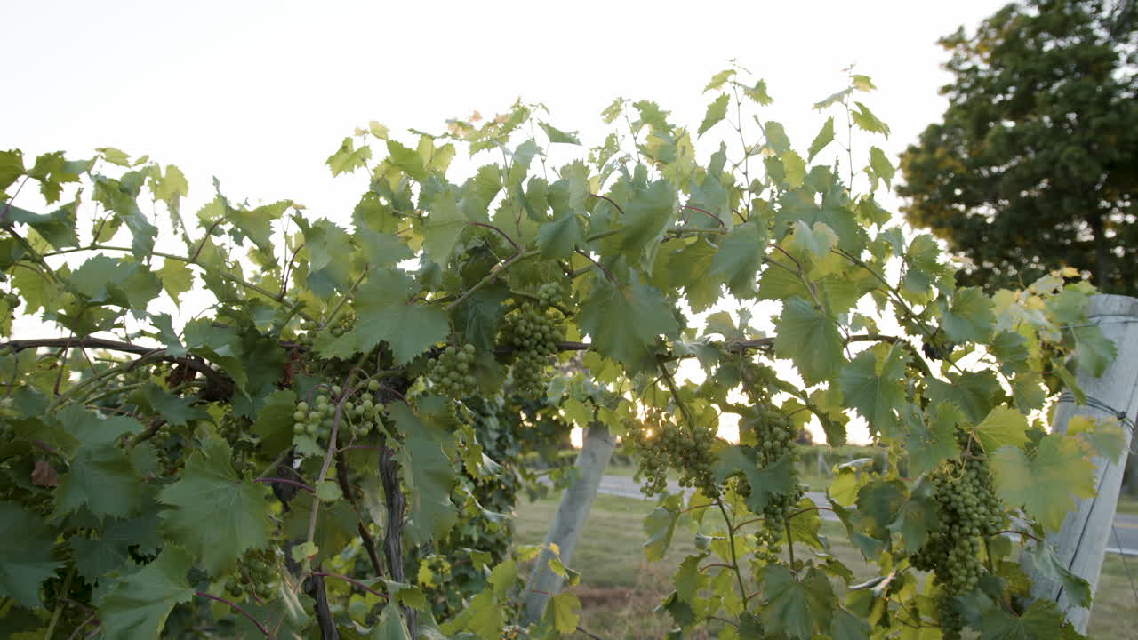 sol brillando en un viñedo sobre racimos de uva verde