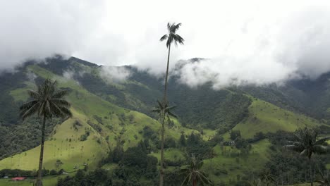aerial of the vibrant cocora valley, showcasing wax palms and verdant hills under cloudy skies