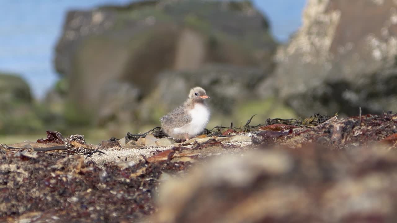 Actic tern chick walking on a sandy beach in Iceland.