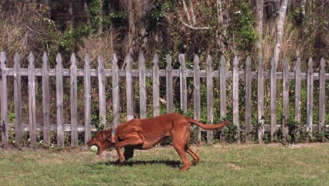 A-dog-runs-by-a-fence-in-a-yard-to-catch-a-ball