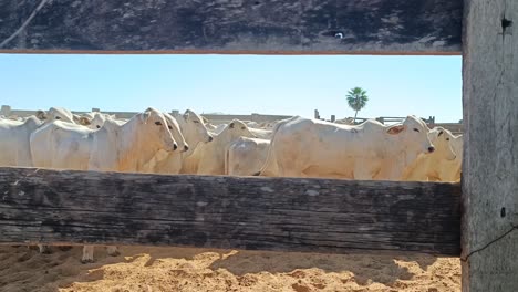 un rebaño de vacas cebu blancas hacinadas juntas en un corral