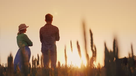 Two-Farmers-Man-And-Woman-Standing-In-A-Wheat-Field-Watching-The-Sunset-Lower-View-Angle-4K-Video