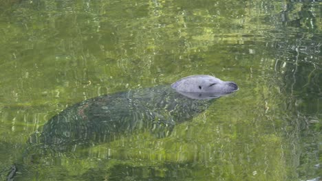 static close up of sleeping seal with closed eyed on water surface of lake during sunny day