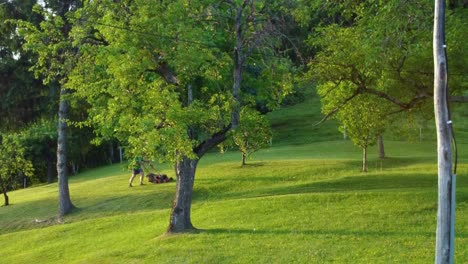 man mowing green lawn between fruit trees and pines with small red lawnmower