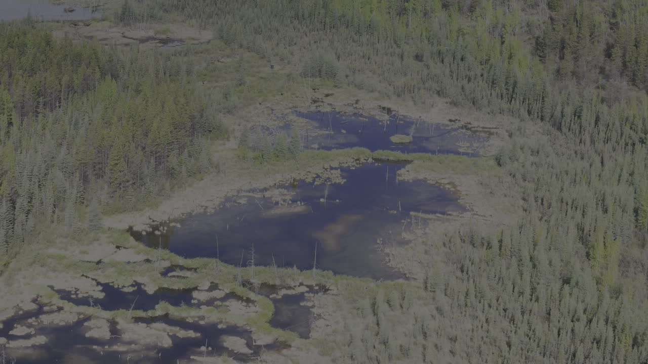 Aerial footage highlighting a beaver dam nestled in the remote forests of northern British Columbia