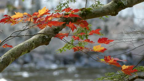 Follaje-Rojo-Brillante-En-Otoño-Con-Acantilados-De-Piedra-Y-Salpicaduras-De-Agua-Detrás