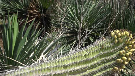 cactus campo pan izquierda suculentas