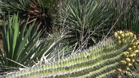 cacti field pan left succulents