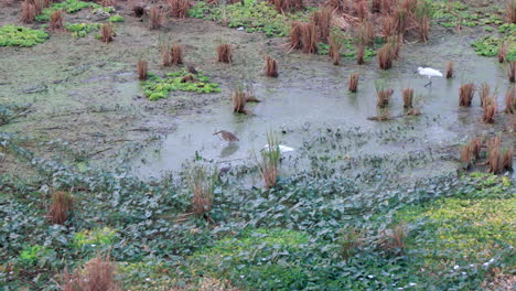 little egrets and indian pond herons fishing in a wetland or swamp