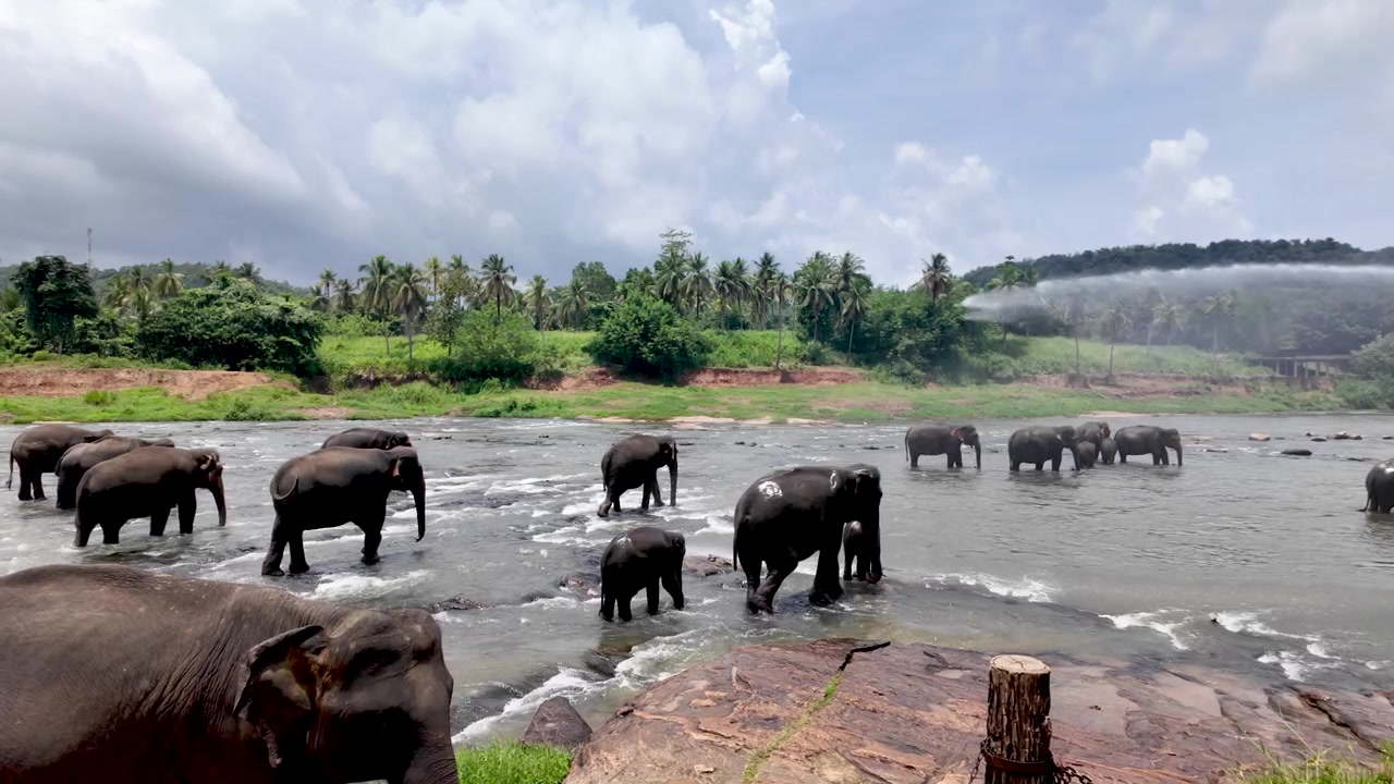 Elefanti all'Orfanotrofio degli Elefanti di Pinnawala si godono un rinfrescante getto d'acqua dal corso d'acqua Maha Oya, circondati da una vegetazione lussureggiante e da una bellezza paesaggistica nello Sri Lanka