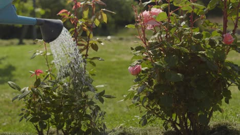 Person watering blooming rose plant in beautiful garden, close up